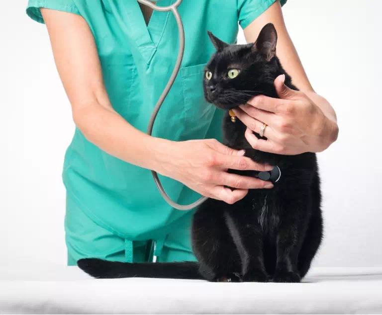 czarny kot i pani doktor